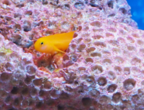 黄色珊瑚ハゼ