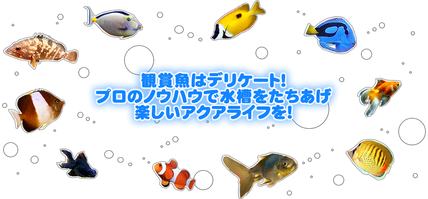長崎 アクアクリーン 金魚 海水魚 観賞魚 デリケート 水槽をたちあげ アクアライフ
